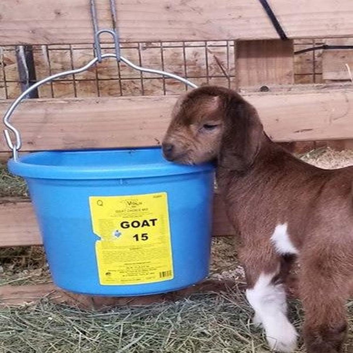 #65 Goat Choice Supplement